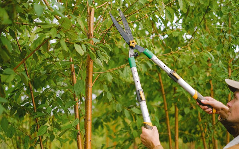 Tree trimming in Rhinecliff, NY