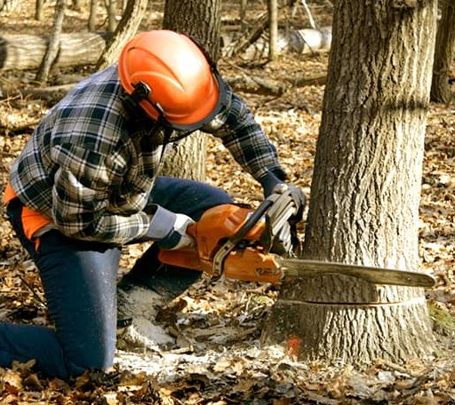 Tree Removal in Rhinecliff, NY